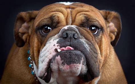  The Bulldog Club of Denver is a not-for-profit organization whose members range from professional bulldog breeders, owners of pet bulldogs, bulldog veterinarians, and just regular people who own a bulldog and loves the breed
